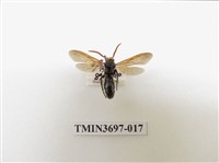 膜翅目(蜂)藏品圖，第1張